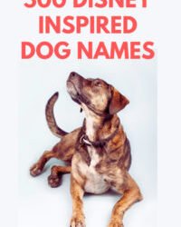 500 Disney Dog Names