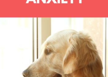 10 Symptoms of Separation Anxiety in Dogs