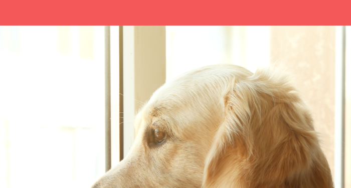 10 Symptoms of Separation Anxiety in Dogs