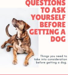 23 Questions You Need to Ask Yourself Before Getting a Dog