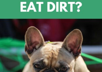 Why Do Dogs Eat Dirt?