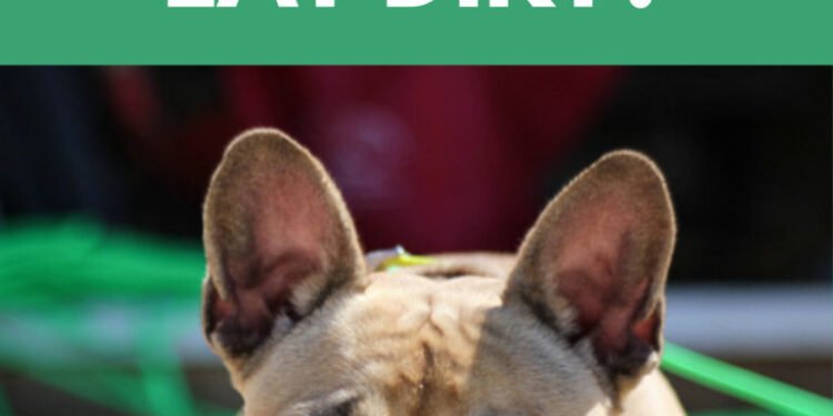 Why Do Dogs Eat Dirt?