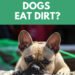 Why Do Dogs Eat Dirt?