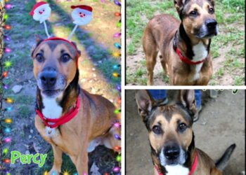 Percy in Pennsylvania Needs a Home