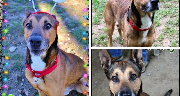 Percy in Pennsylvania Needs a Home