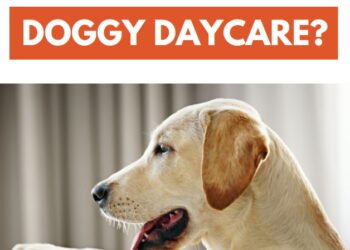 Is Your Dog a Good Candidate For Doggy Daycare?