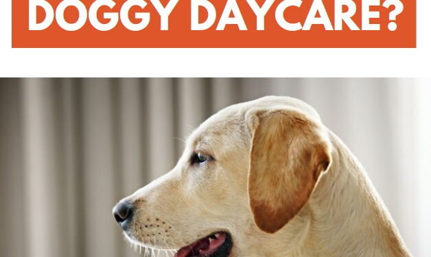 Is Your Dog a Good Candidate For Doggy Daycare?