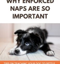 The Importance of Enforced Naps for Puppies