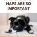 The Importance of Enforced Naps for Puppies