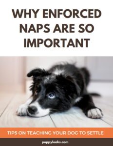 The Importance of Enforced Naps for Puppies