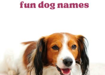 200 Fun Dog Names