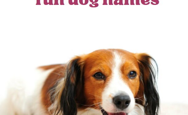 200 Fun Dog Names