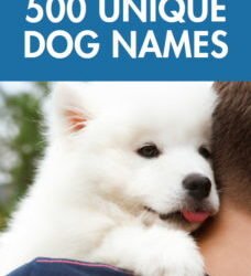 500 Unique Dog Names