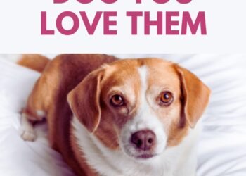 5 Simple Ways to Show Your Dog You Love Them