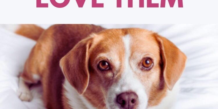5 Simple Ways to Show Your Dog You Love Them