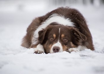 Mastering the Art of Dog Potty Training: Find the Best Resources Near You