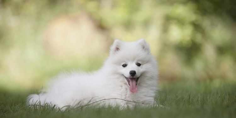 The Truth Behind Dog Behavior: Understanding Your Furry Friend’s Actions