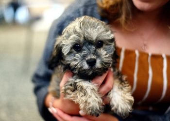 Unleashing Good Behavior: Understanding and Resolving Common Dog Problems