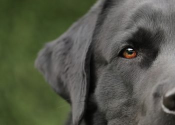 Unleashing the Best in Your Pup: Understanding and Overcoming Dog Behavior Issues