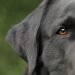 Unleashing the Best in Your Pup: Understanding and Overcoming Dog Behavior Issues