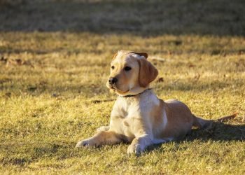 Unleashing Potential: Finding the Best Dog School Near Me