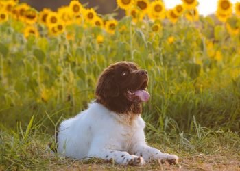 The Top Medium-Sized Apartment Dogs for a Happy Home
