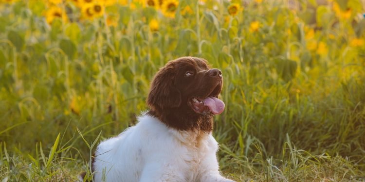The Top Medium-Sized Apartment Dogs for a Happy Home