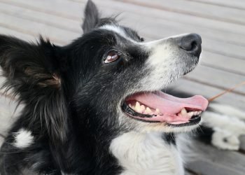 Pawsitively Social: Transform Your Pup’s Behavior with Dog Socialization Classes