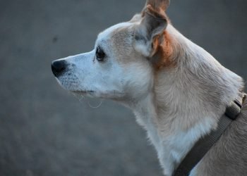 Master the Art of Control with a Slip Lead Leash: The Ultimate Tool for Training and Bonding