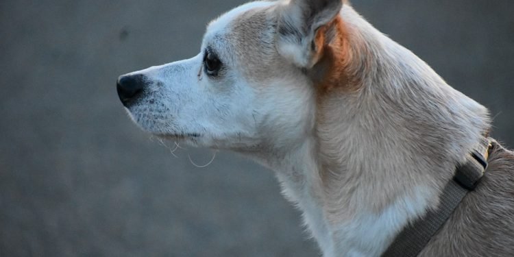 Master the Art of Control with a Slip Lead Leash: The Ultimate Tool for Training and Bonding