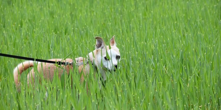 Unleashing the Power of Positive Dog Training: Mastering the Leash with Your Canine Companion