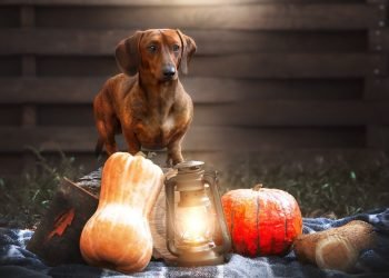 Top 10 Apartment-Friendly Pups: Perfect Companions for City Living