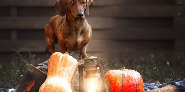 Top 10 Apartment-Friendly Pups: Perfect Companions for City Living