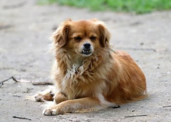 Mastering Leash Manners: A Guide to Effective Dog Training