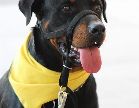 Unlock Your Dog’s Potential: Free Training Classes Near Me!