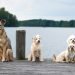 Top 10 Best Apartment Dogs: The Perfect Pooches for City Living