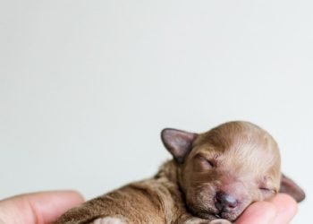 Top Hypoallergenic Breeds: The Best Apartment Dogs That Won’t Leave You Sneezing