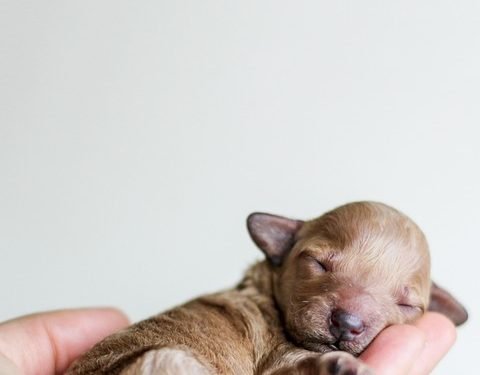 Top Hypoallergenic Breeds: The Best Apartment Dogs That Won’t Leave You Sneezing