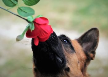 The New Normal: Understanding Your Dog’s Behavior Changes After Vaccination