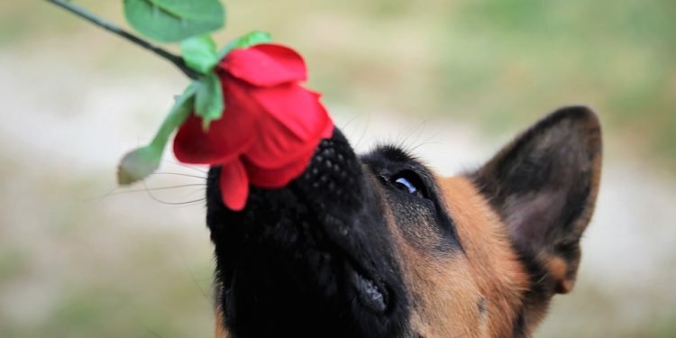 The New Normal: Understanding Your Dog’s Behavior Changes After Vaccination