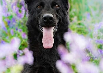 Keeping Your Dog Calm During Fireworks: Tips and Tricks