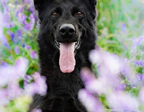 Keeping Your Dog Calm During Fireworks: Tips and Tricks