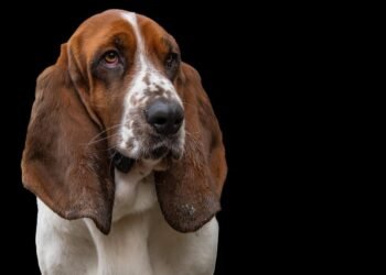 How to Help Your Dog Stay Calm During Fireworks