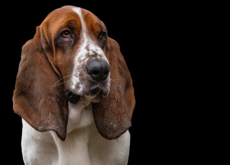 Fireworks and Fido: Keeping Your Dog Safe and Stress-Free