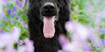 The Science of Calming Your Dog During Fireworks