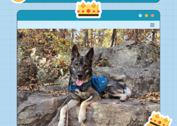 Dogster Photo Contest: Dogs of the Week Winners (December 19, 2024)