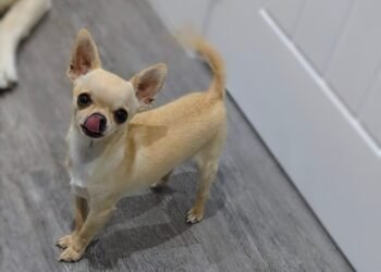 All I Want For Christmas Is Food: Dr. Karyn’s Dogs Enjoy Turkey & Stuffing