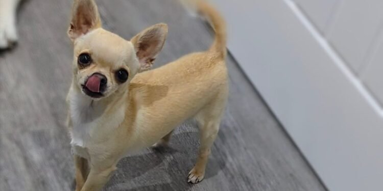 All I Want For Christmas Is Food: Dr. Karyn’s Dogs Enjoy Turkey & Stuffing