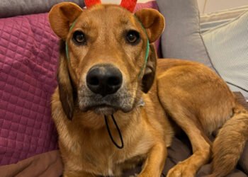 Dogs And Christmas: Is Lava a Grinch?