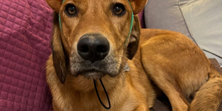 Dogs And Christmas: Is Lava a Grinch?